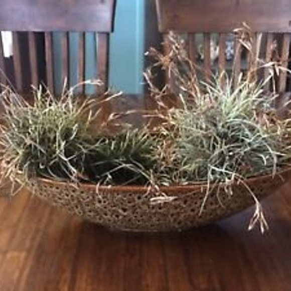 Florida Foliage: Purifying Air Plants in Bundles of 6 - Picture 2 of 3